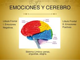 anatomia alegria